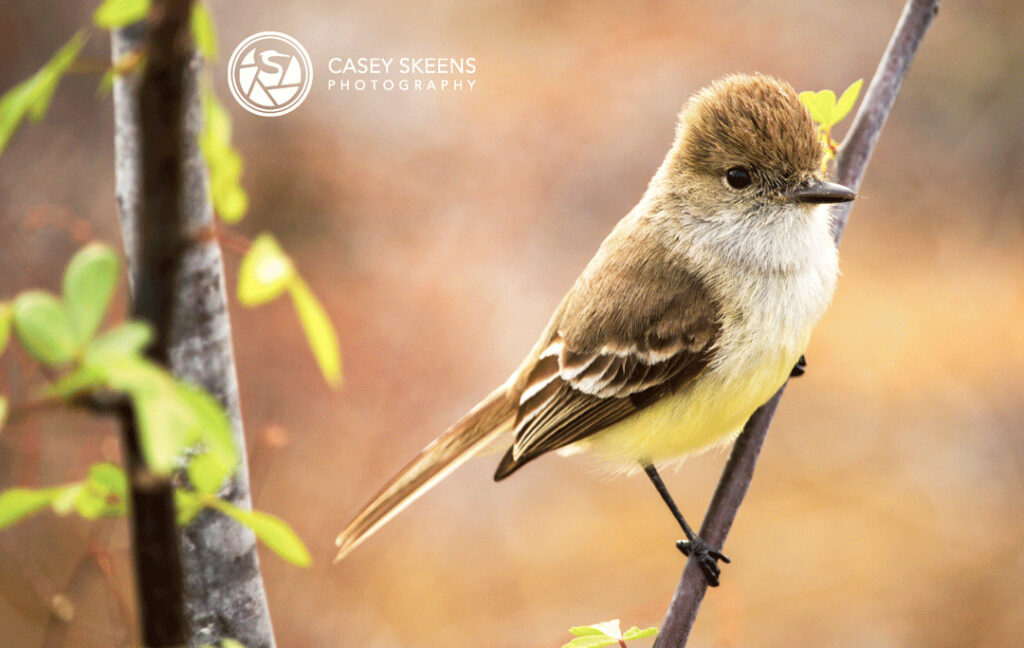 Curious Flycatcher - Bird Photography