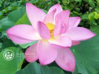 Lotus Blossom - Flower Photography