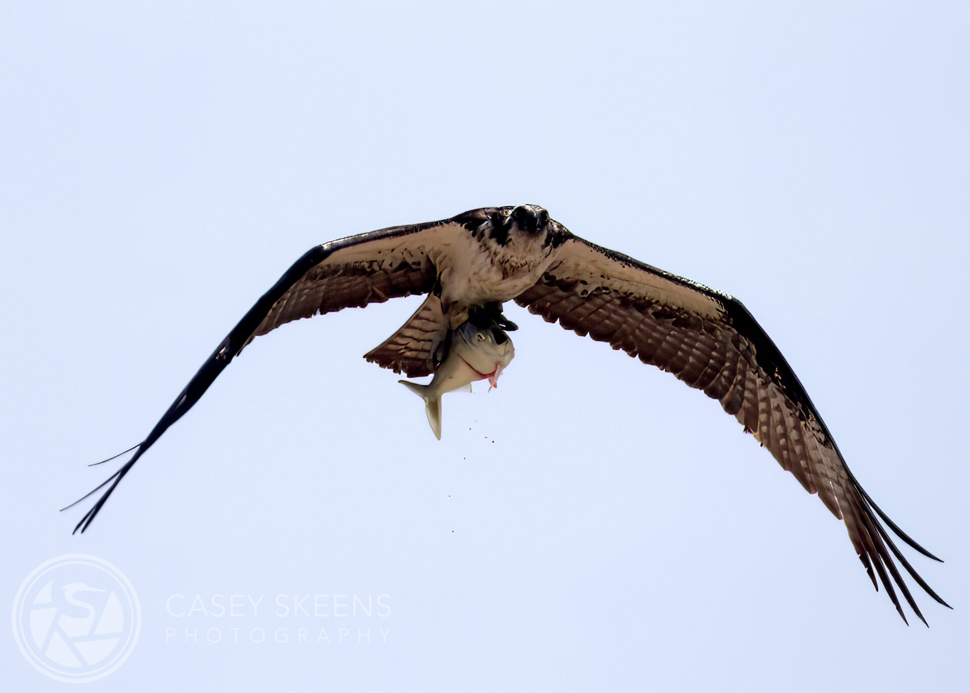 Osprey with fish in talons - Bird Photography
